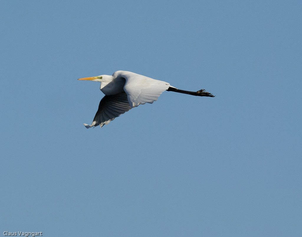 Silkehejre