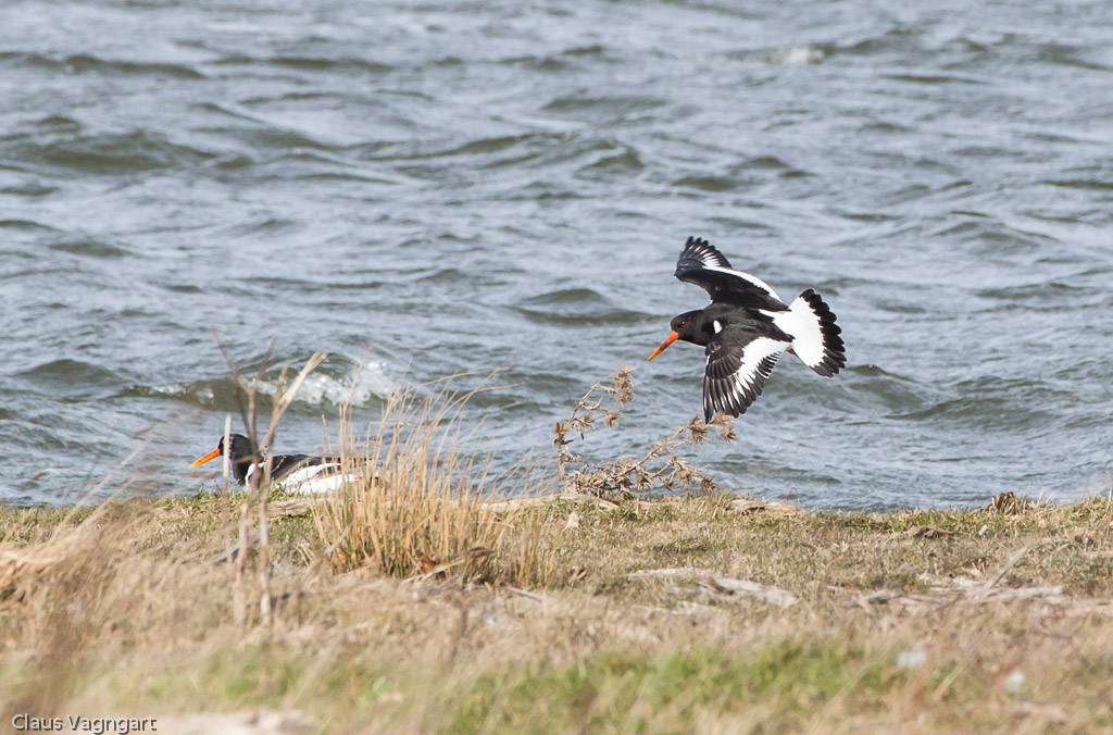 Strandskader